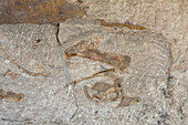 Teilweise ausgegrabene Dinosaurierknochen an der Wall of Bones in der Quarry Exhibit Hall, Dinosaur National Monument, Utah