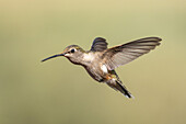 A female Black-chinned Hummingbird, Archilochus alexandri, hovering in flight.