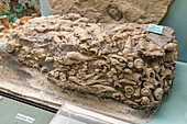 Hornkoralle, Caninia torquia, Fossilien, gefunden in Utah im USU Eastern Prehistoric Museum in Price, Utah