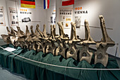 Casts of vertebrae of Diplodocus carnegii, a large sauropod, in the USU Eastern Prehistoric Museum in Price, Utah.