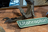 Tötungsklaue oder Ungual eines Utahraptors, Utahraptor ostrommaysi, im USU Eastern Prehistoric Museum in Price, Utah
