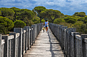 Naturpark Bahia de Cadiz. Costa de la Luz, Provinz Cádiz, Andalusien, Spanien. Die Holzbrücke über den Fluss San Pedro, auch Puente de la Algaida oder Puente Mirador Río San Pedro genannt, ist ein Fußgängerweg, der die Ufer der spanischen Gemeinden Puerto de Santa María und Puerto Real verbindet und den Fluss San Pedro überquert. Pedro, ein Meeresarm des Atlantischen Ozeans