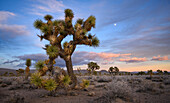 Joshua Trees at Lee Flat in Death Valley National Park, California.