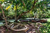 Boat trip in the rainforest, Mangroves. Ecotourism. Los Haitises National Park, Sabana de La Mar, Dominican Republic.