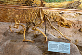 Skelett eines Höllenwolfs, Canis dirus, im USU Eastern Prehistoric Museum in Price, Utah. Der Dire Wolf war die größte Hundeart, die je auf der Erde gelebt hat.