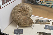 Ein Nautilus- oder Ammonitenfossil aus Placenticeras im USU Eastern Prehistoric Museum in Price, Utah