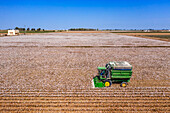 Cotton fields in Isla Mayor, Lebrija, Seville, Spain. The Lower Guadalquivir, a reference area for Andalusian cotton production. Cotton stripper while harvesting a field mature high-yield stripper cotton.