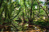 Grünes Naturgebiet und Vegetación Isla Margaria, San Nicolas del Puerto, Sevilla. Andalusien, Spanien