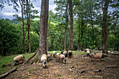 Frankreich, Pyrenäen Atlantiques, Baskenland, Aldudes-Tal, Uronako Borda Zucht von schwarzen baskischen Schweinen für die Herstellung von Kintoa AOC-Schinken, junge Sau
