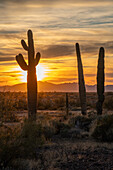Saguaro cactus at sunset over the Dome Rock Mountains in the Sonoran Desert near Quartzsite, Arizona.