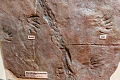 Fossiler Fußabdruck eines Dimetrodon, eines Segelrückenreptils, im USU Eastern Prehistoric Museum in Price, Utah