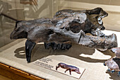 Schädel von Achaenodon uintensis, einem großen wildschweinartigen Säugetier, im USU Eastern Prehistoric Museum, Price, Utah
