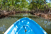 Bootsfahrt durch den Regenwald, Mangroven. Ökotourismus. Nationalpark Los Haitises, Sabana de La Mar, Dominikanische Republik