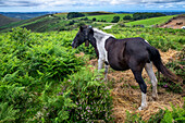 Pottok-Pferde grasen im Juli auf den Wiesen an den Hängen der Rhune (französisches Baskenland). Pottok oder Pottoka - gefährdet halbwilde Ponys in den baskischen Pyrenäen, Frankreich, in der Nähe des Col d'Ibardin und Le Lac de Xoldokogaina ou d'Ibardin