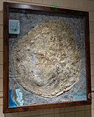 Fossil einer Riesenmuschel, Platyceramus plantinus, im USU Eastern Prehistoric Museum, Price, Utah. Sie ist mit einer Kolonie von Pseudosperna congesta, einer kleinen Auster, überkrustet