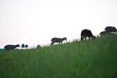 France, Haute Savoie, Entremont, sheeps on Auge's platerau