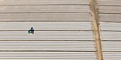 France, Vendee, Maché, tractor preparing a field to grow vegetables (aerial view)