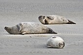 Frankreich, Somme, Berck sur Mer, Bucht von Authie, Seehunde bei Ebbe auf dem Sand