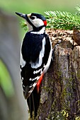 France, Doubs, Great Spotted Woodpecker (Dendrocopos major), hanging on a trunk in autumn, male
