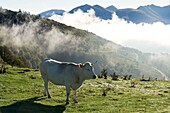 France, Hautes Pyrenees, Aspin Pass (1490 m), Blondes d'Aquitaine cow