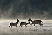 Frankreich, Doubs, Brognard, Allan's Naturgebiet, Säugetier, Hirsch und seine beiden Jungen überqueren ein Gewässer im Nebel