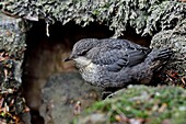 Frankreich, Doubs, Creuse-Tal, Wasseramsel (Cinclus cinclus) im Bach, Küken verlässt gerade das Nest