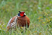 France, Somme, Common Pheasant (Phasianus colchicus) cock in breeding plumage