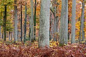 France, Seine et Marne, Fontainebleau and Gatinais Biosphere Reserve, Fontainebleau forest listed as Biosphere Reserve by UNESCO, the forest in autumn in the Table du Roi area