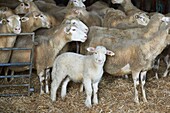 France, Lot, Rocamadour, Breeder of the Lambs of Quercy, breeder, Jean Pierre Arcoutel, Domaine de la Rhue in Rocamadour