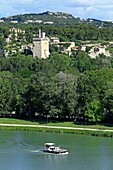France, Vaucluse, Avignon, the Barthelasse Island, navigation on the Rhone, Philippe Le Bel Tower in Villeneuve les Avignon in the background