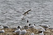 Frankreich, Somme, Baie de Somme, Haus des Vogels, Lachmöwenkolonie (Chroicocephalus ridibundus), beim Nisten