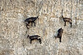 France, Doubs, Mathay, Chamois (Rupicapra rupicapra) evolving in an operating quarry