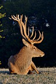 Frankreich, Haute Saone, Rothirsch (Cervus elaphus), Männchen in der Schlachtphase