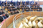 France, Saone et Loire, Saint Christophe en Brionnais, livestock market, auction of Charolais beef