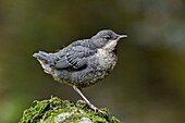 France, Doubs, Creuse valley, White throated dipper (Cinclus cinclus) in the stream, chick just leaving the nest