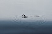 Frankreich, Doubs, Vogel, Spatz, Wasseramsel (Cinclus cinclus), jagt seine Nahrung an einem kleinen Staudamm am Doubs