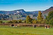 France, Jura, les rousses, cow herd, lake and village