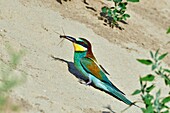 Frankreich, Jura, Unteres Doubs-Tal, Petit Noir, Bienenfresser (Merops apiaster), Nistplatz, Fütterung, Libelle