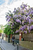 France, Hauts de Seine, Puteaux, Cartault street, flowery lilac