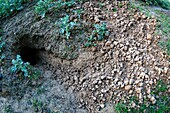 France, Doubs, European badger's burrow (Meles meles) defeated on the edge of a forest in a field of rapeseed