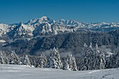 France, Haute Savoie, massive Bauges, above Annecy limit with the Savoie, the Semnoz plateau exceptional belvedere on the Northern Alps, snow covered fir trees and massive Bornes and Mont Blanc