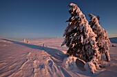 France, Haut Rhin, Hautes Vosges, Le Hohneck (1363 m), summit, spruces (Picea abies), sunset, snow, winter