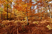 France, Seine et Marne, Fontainebleau and Gatinais Biosphere Reserve, Fontainebleau forest listed as Biosphere Reserve by UNESCO, the forest in autumn in the Table du Roi area