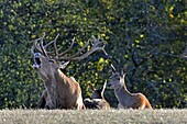 Frankreich, Haute Saone, Rothirsch (Cervus elaphus), Männchen und seine Hirschkühe während der Schlachtperiode