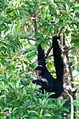 France, French Guiana, Cayenne, The Kaw Marsh Nature Reserve, red faced spider monkey (Ateles paniscus)