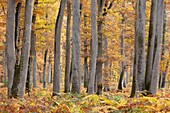 Frankreich, Seine et Marne, Biosphärenreservat Fontainebleau und Gatinais, der Wald von Fontainebleau, der von der UNESCO zum Biosphärenreservat erklärt wurde, der Wald im Herbst im Bereich des Table du Roi