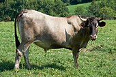 Frankreich, Ariege, Betchat, der Bauernhof von Sandrine Bozom Dangla, Züchter der Kühe Casta