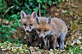 France, Doubs, young fox (Vulpes vulpes) in the burrow