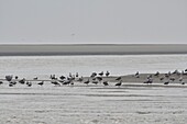 France, Somme, Berck sur Mer, Bay of Authie, seagulls at low tide on the sand