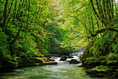 Frankreich, Doubs, Loue-Tal, der Fluss kurz nach seiner Quelle